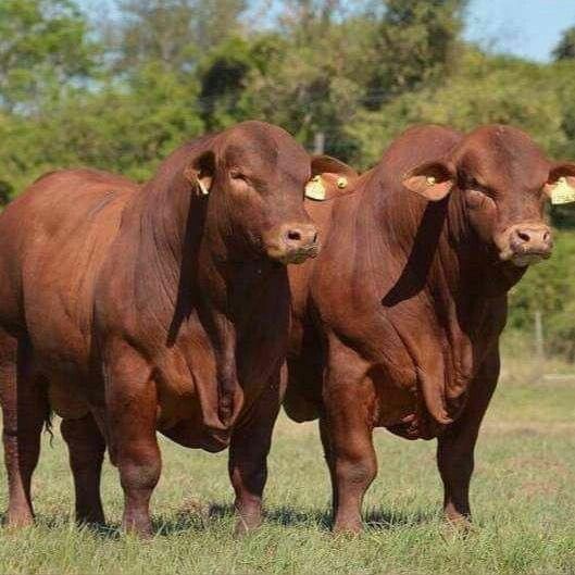 dos toros prominentes angus colorado, parados de frente, en un campo verde